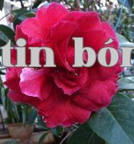 Loạt hoa trà quý giá của Vân Nam (3) – Hoa trà Tử Báo