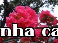Loạt hoa trà quý giá của Vân Nam (4) – Hoa trà Đại Lý