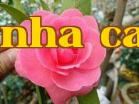 Loạt hoa trà quý giá của Vân Nam (8) – Hoa trà Cúc Bàn