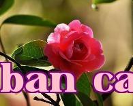Loạt hoa trà quý giá của Vân Nam (10) – Hoa trà Hậu Diệp Điệp Xước