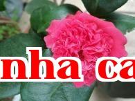 Dãy hoa trà quý danh tiếng Vân Nam (13) – Hoa trà Sư Tử Đầu