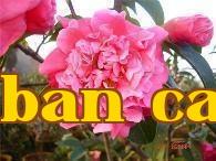 Dãy hoa trà quý danh tiếng Vân Nam (15) – Hoa trà Mã Đào Khôi