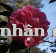 Loạt hoa trà quý giá của Vân Nam (9) – Hoa trà Ma Diệp Ngân Hồng