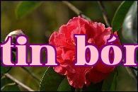 Dãy hoa trà quý danh tiếng Vân Nam (19) – Hoa trà Đại Quế Diệp