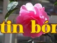 Dãy hoa trà quý danh tiếng Vân Nam (20) – Hoa trà Tiểu Quế Diệp