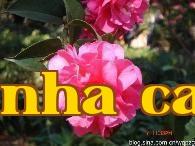 Dãy hoa trà quý danh tiếng Vân Nam (21) – Hoa trà Đại Ngân Hồng