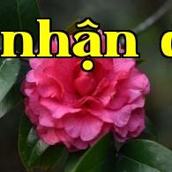Dãy hoa trà quý danh tiếng Vân Nam (23) – Hoa trà Tĩnh An
