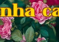 Hoa thành phố – Hoa hồng