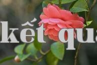 Hoa thành phố Trùng Khánh – Hoa trà