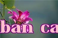 Hoa thành phố đặc biệt Hồng Kông – Hoa anh đào tím