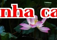Hoa thành phố Đặc khu Hành chính Macao – Hoa sen