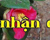 Hoa thành phố Thanh Đảo – Hoa lê đỏ