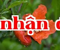 Hoa thành phố Tây An – Hoa đào nhạt