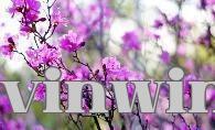 Hoa thành phố Dịch Xuyên – Hoa đỗ quyên Hạnh An