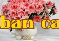 Hoa thành phố Diên Cấp – Hoa đỗ quyên