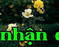Hoa thành phố Phúc Tân – Hoa hồng gai vàng