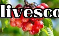 Sau khi thu hoạch cherry vào mùa hè, nông dân nên thực hiện tốt công tác quản lý vườn cây.