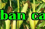 Thực hiện quản lý thuốc kiểm soát tăng trưởng của ngô theo khoa học có thể tăng năng suất.