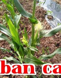 Ngô đồng thật sự cần phải bẻ cành không?