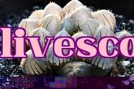 Đường đỏ khổng lồ