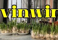 Trồng năm loại rau không bị sâu bệnh trên ban công