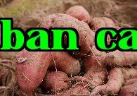 Trồng khoai lang và khoai tây hiệu quả