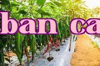 Năm loại rau có năng suất cao nhất