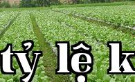 Cách phòng trừ sâu rệp nhảy