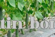 Làm phân bón men đường đỏ tự nhiên như thế nào