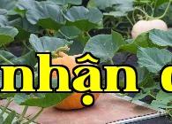 Làm thế nào để bón phân cho rau