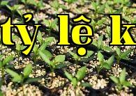 Làm thế nào để tạo ra cây con khỏe mạnh