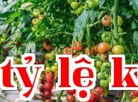 Cách bón phân cho rau hữu cơ