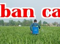 Phụ gia silicat giúp phòng trừ sâu bệnh