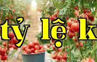 Phương pháp sử dụng kali đihydrophosphat