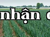 Làm thế nào để giải quyết tình trạng lá hẹ bị vàng và đầu héo của hành, tỏi và hẹ