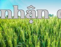 Làm thế nào để tăng năng suất lúa mì và tỏi