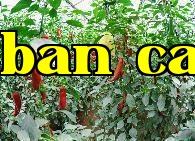 Năm cách sử dụng đường đỏ làm phân bón lá