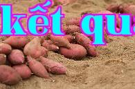 Hai bí quyết giúp trồng khoai lang và khoai tây hiệu quả