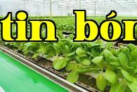 Làm thế nào để lên men phân gia súc và phân bánh dầu