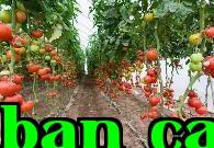 Khi trồng đậu que, cà chua, ớt, dưa leo nhớ ghi nhớ năm điều không nên bón phân