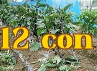 Làm thế nào để trồng dưa chuột, ớt và cà chua